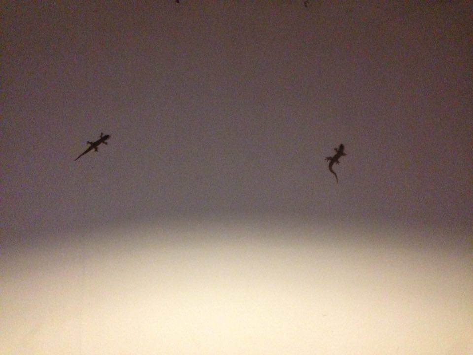 12583775_10208216347196103_676395926_n