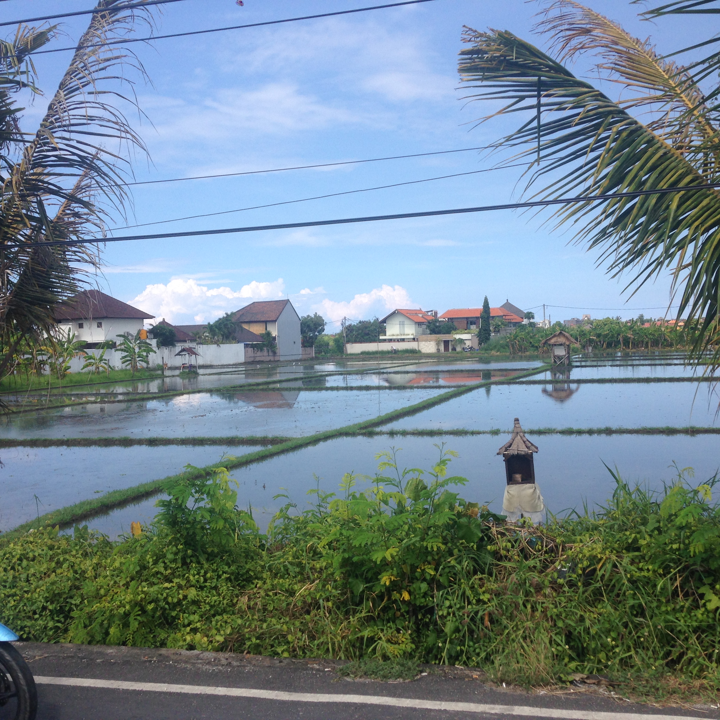 ryžių auginimo ypatumai