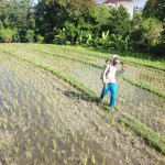 Tai štai kas tuos ryžius apipurškia chemikalais