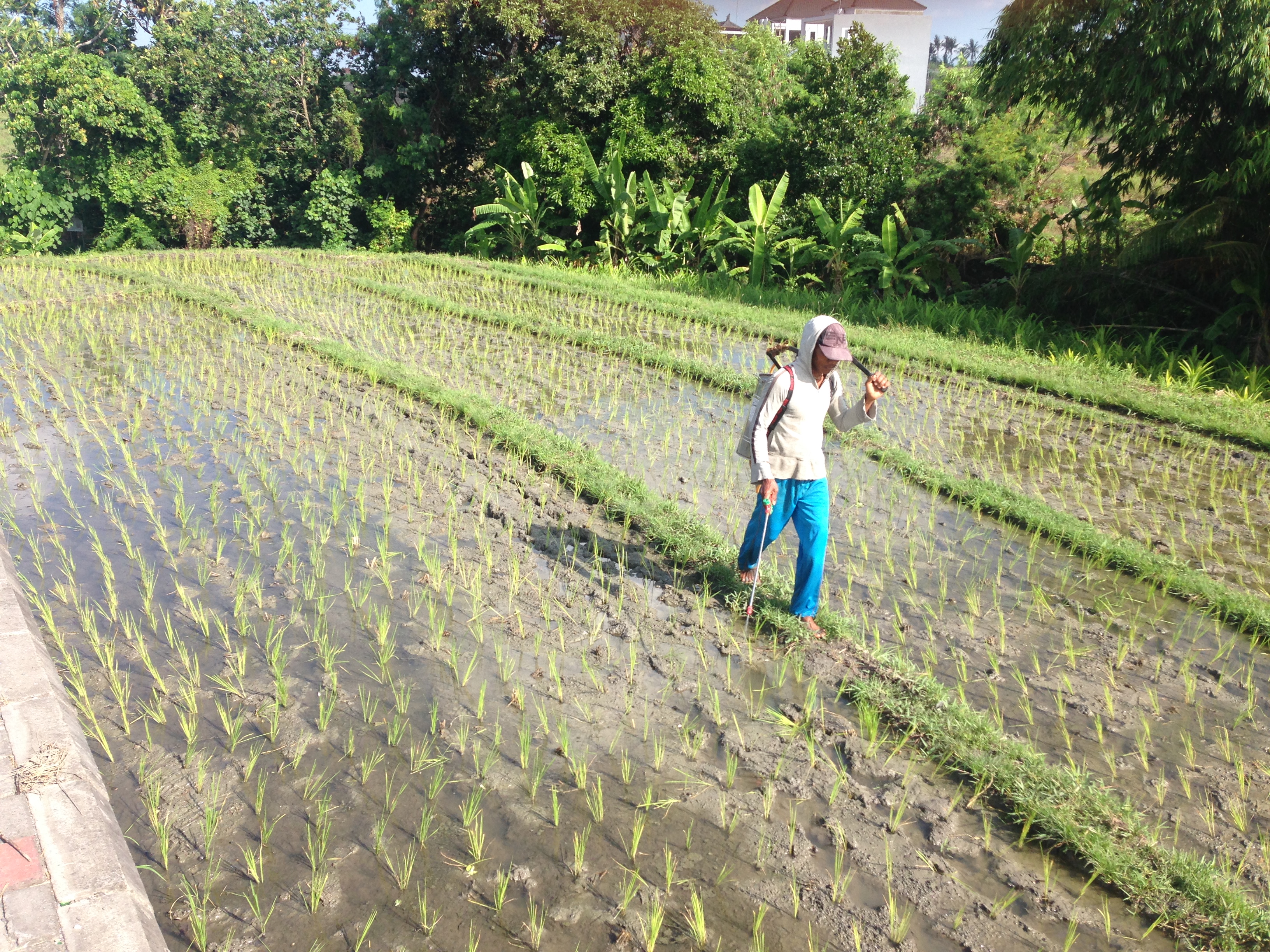 Tai štai kas tuos ryžius apipurškia chemikalais