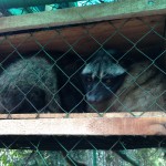 Luwak gyvūnėlis ėdantis ir iškakojantis pupeles