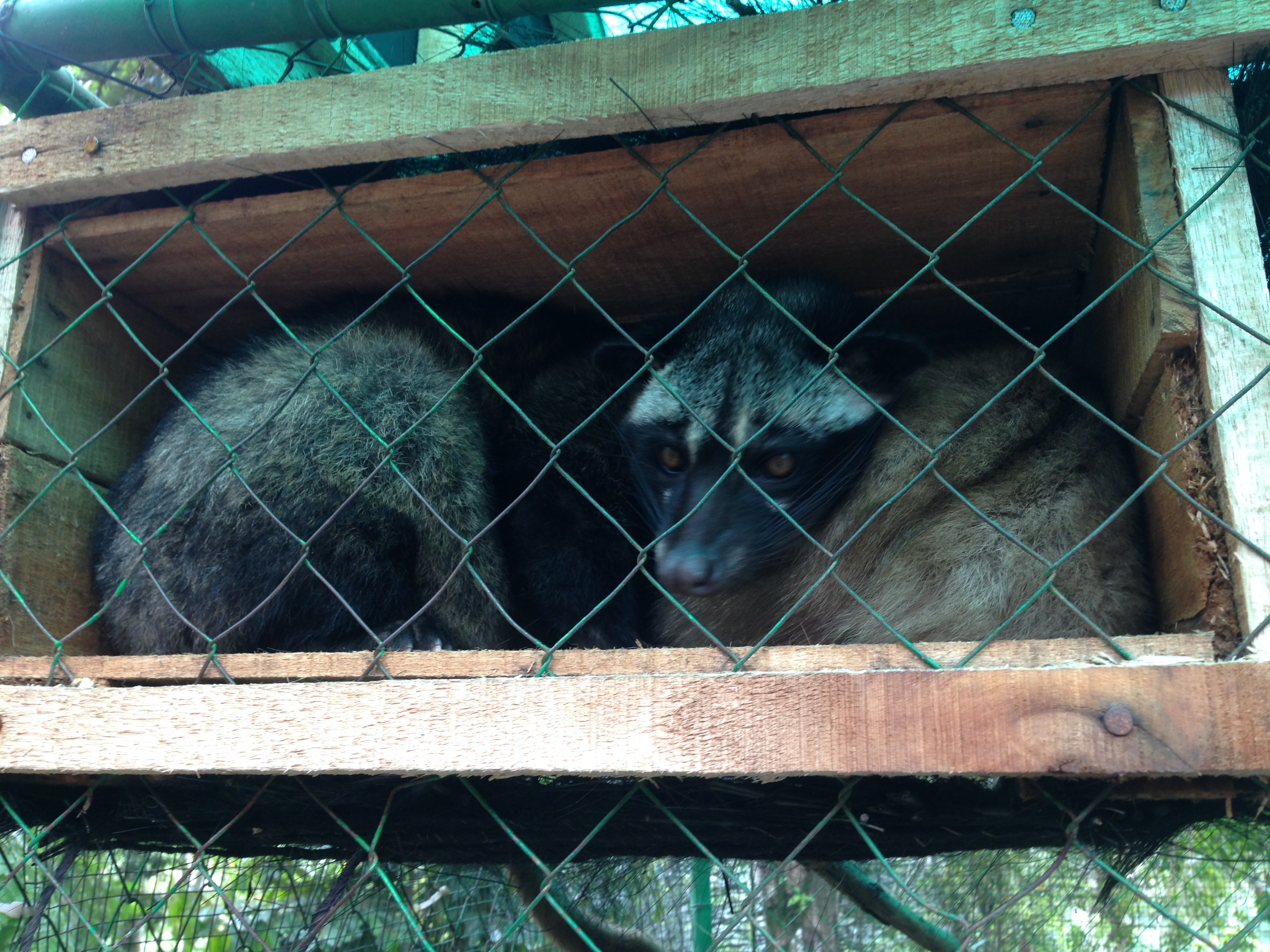 Luwak gyvūnėlis ėdantis ir iškakojantis pupeles