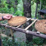 Luwak kavos pupelių stadijos