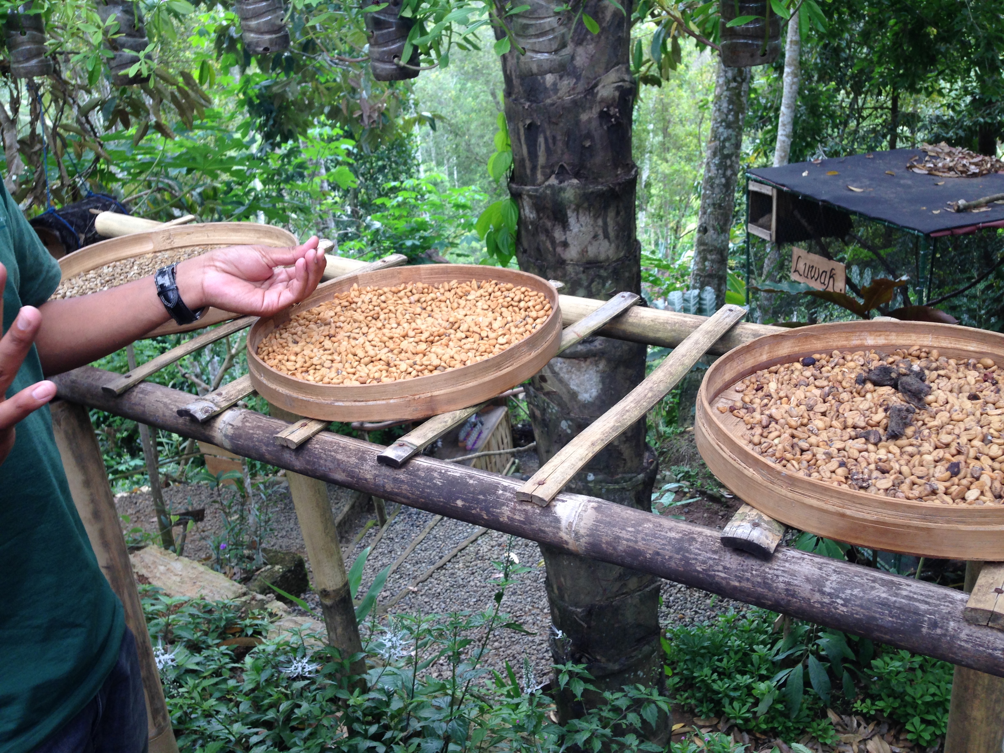Luwak kavos pupelių stadijos