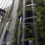 Cloud forest