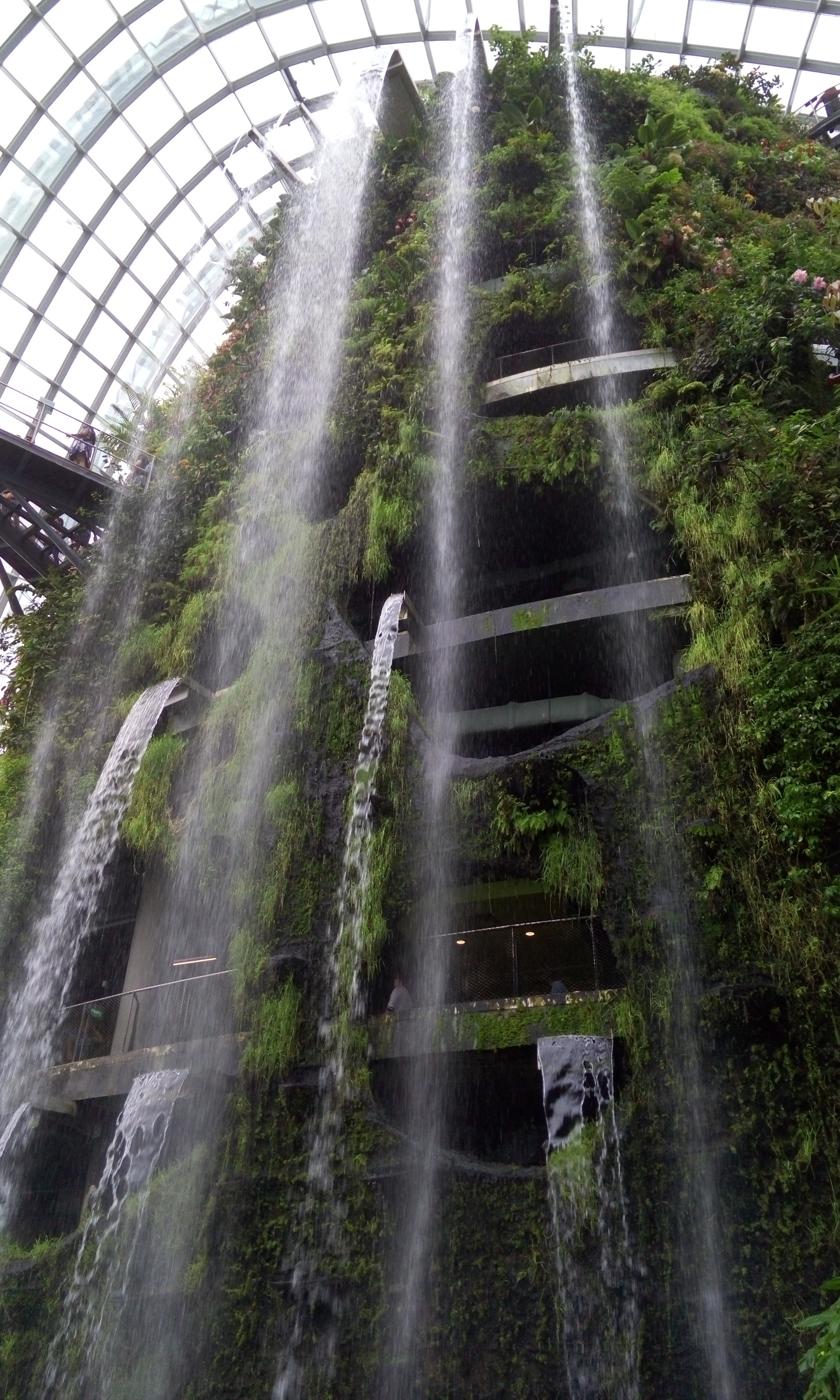 Cloud forest