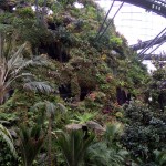 Cloud forest