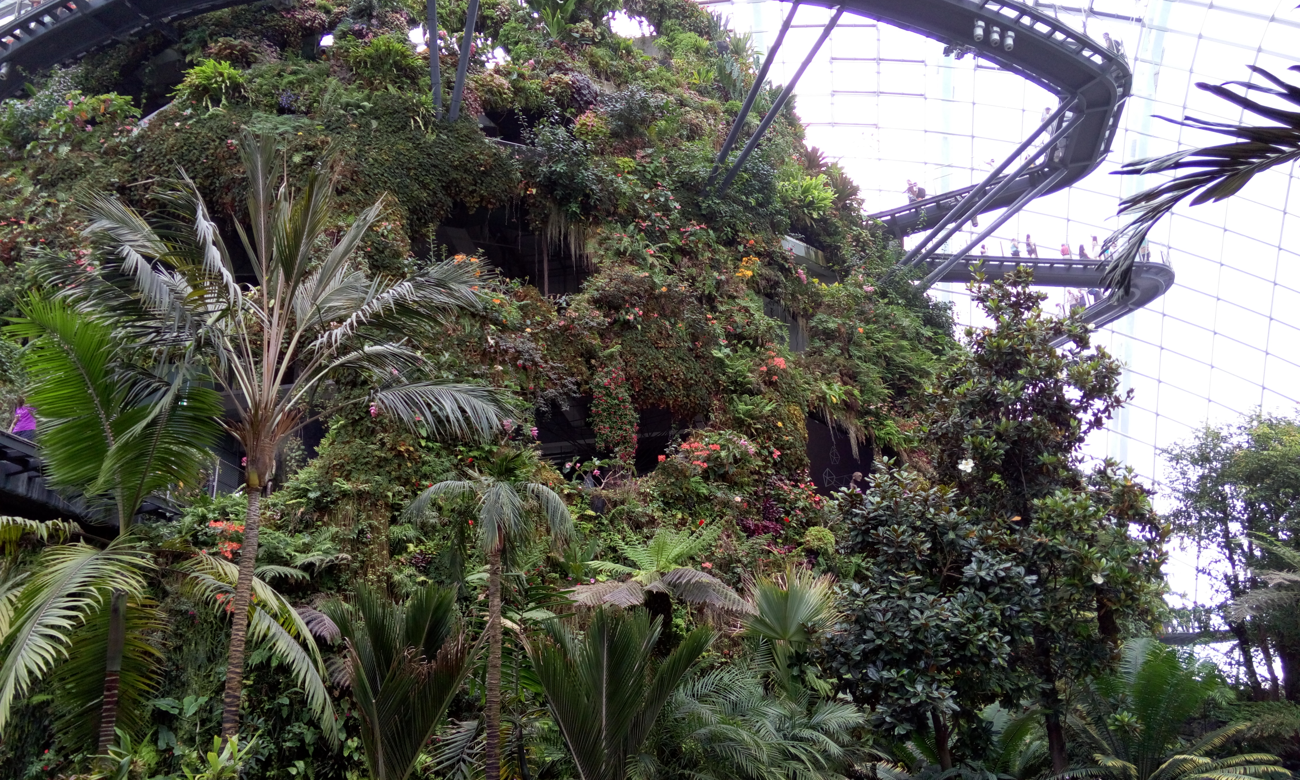 Cloud forest