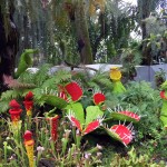 Cloud forest. Lego gėlės