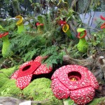 Cloud forest. Lego gėlės