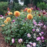 Flower dome. Jurgiui jurginai :)