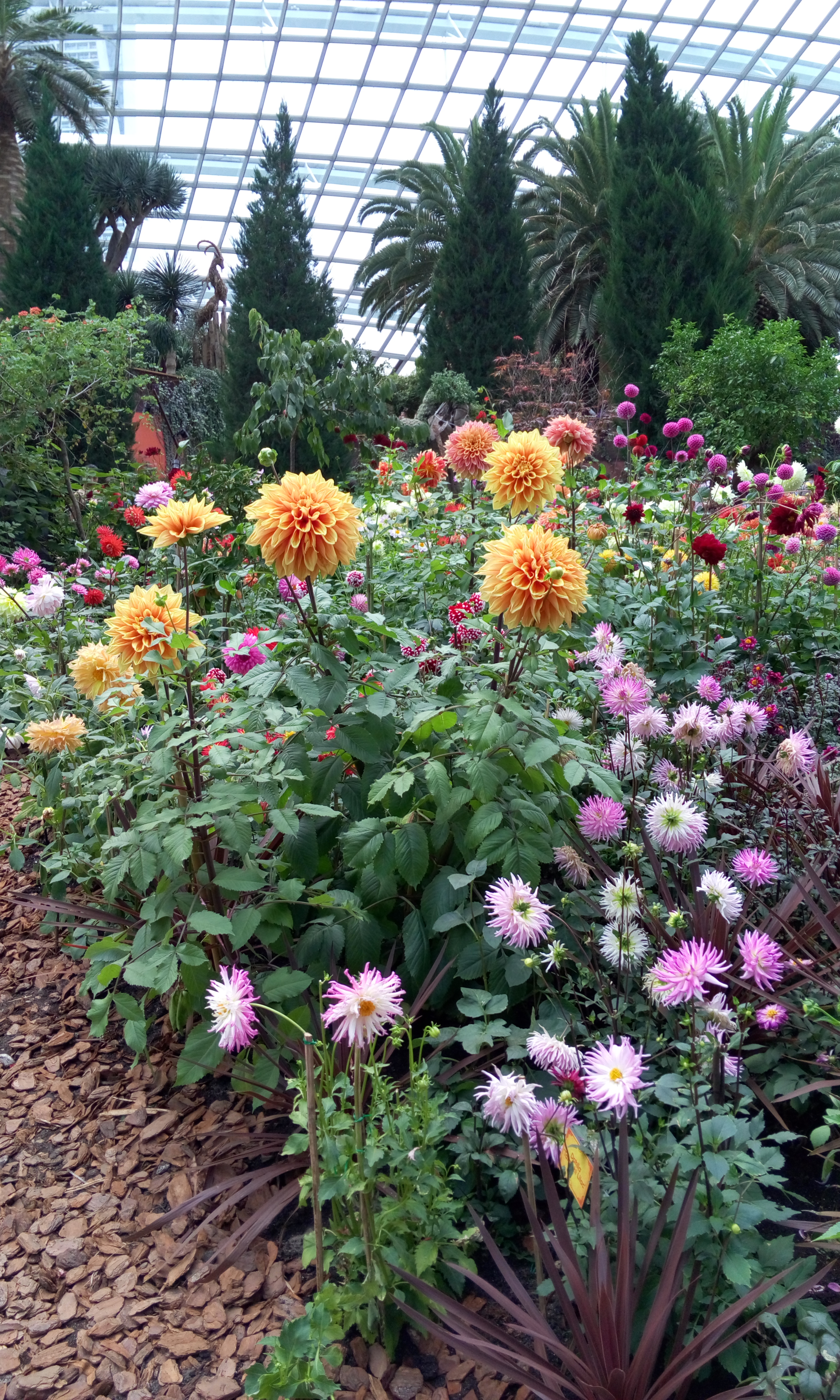 Flower dome. Jurgiui jurginai :)