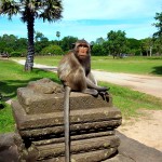 Angkor Wat šventykla