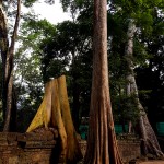 Ta Prohm šventykla