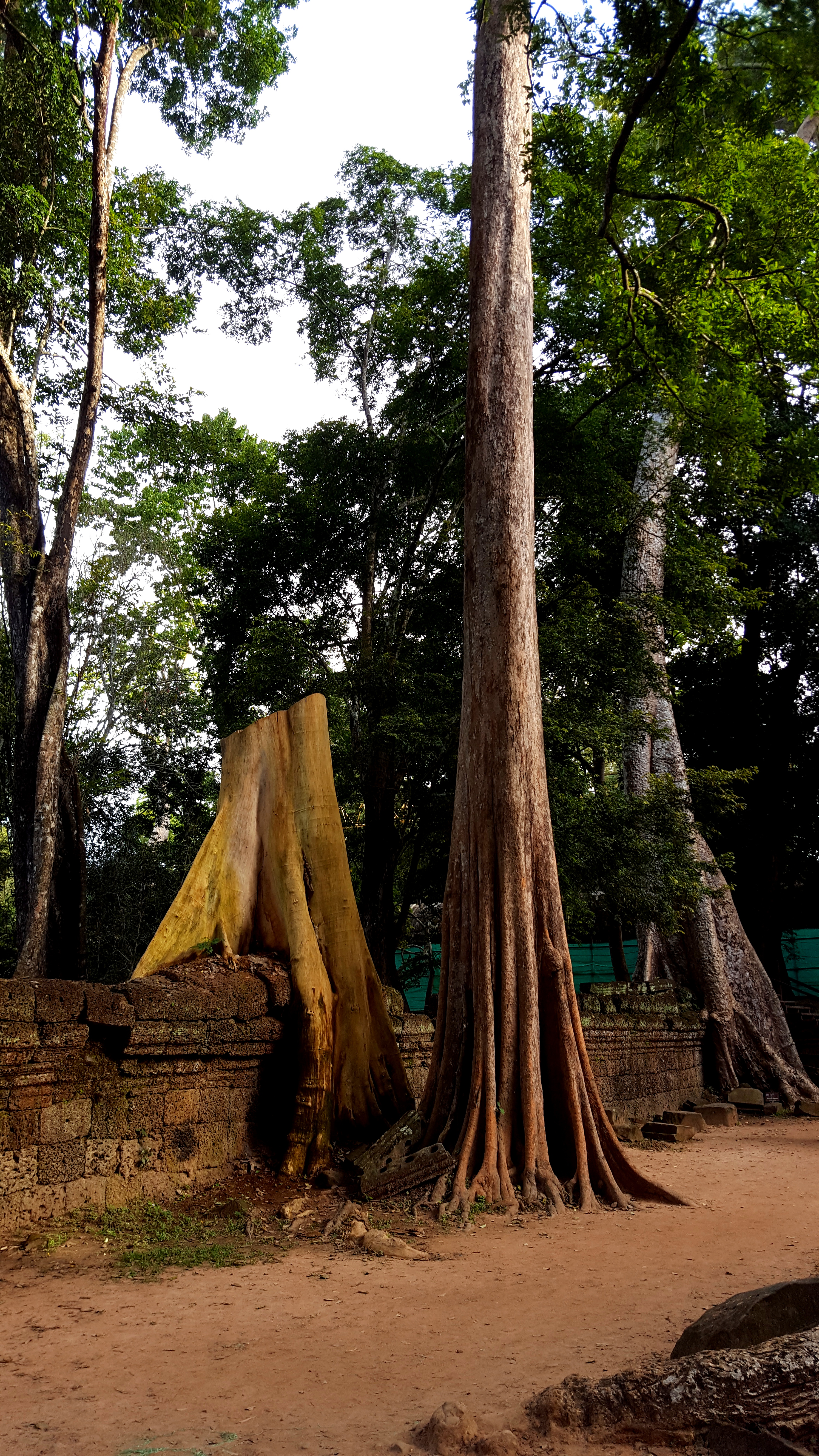 Ta Prohm šventykla