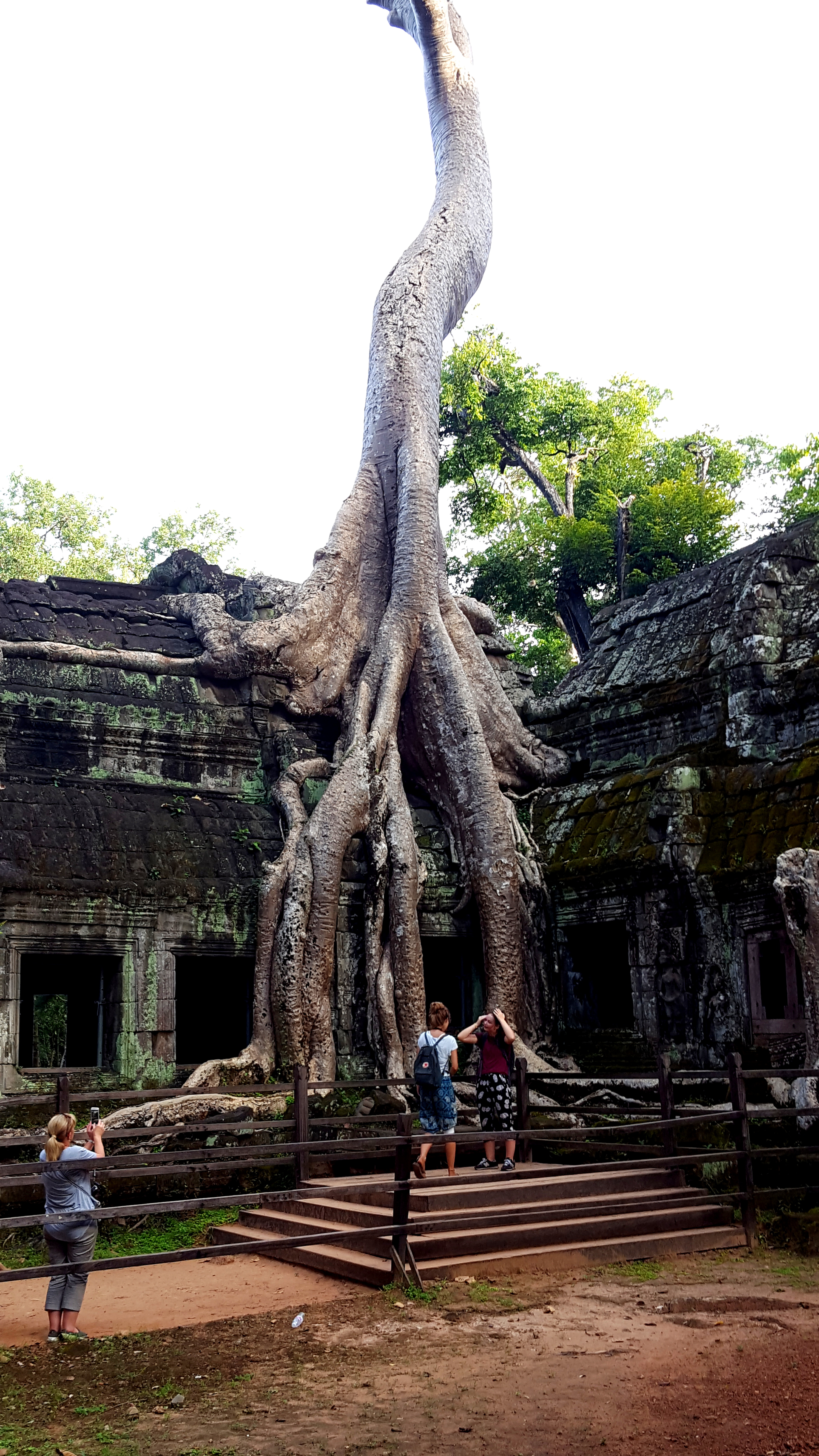 Ta Prohm šventykla