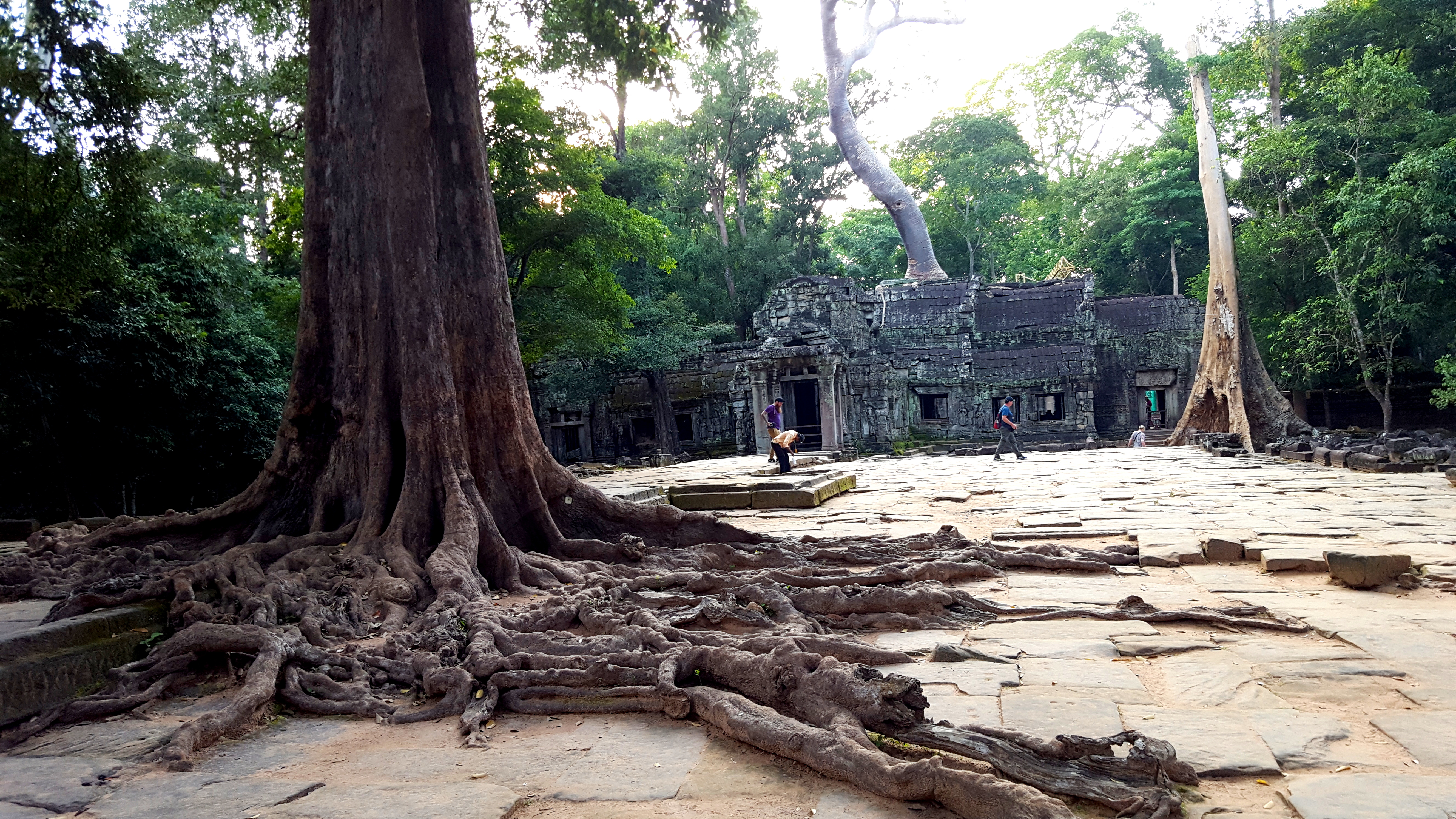 Ta Prohm šventykla