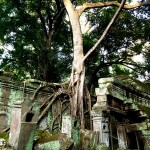 Ta Prohm šventykla