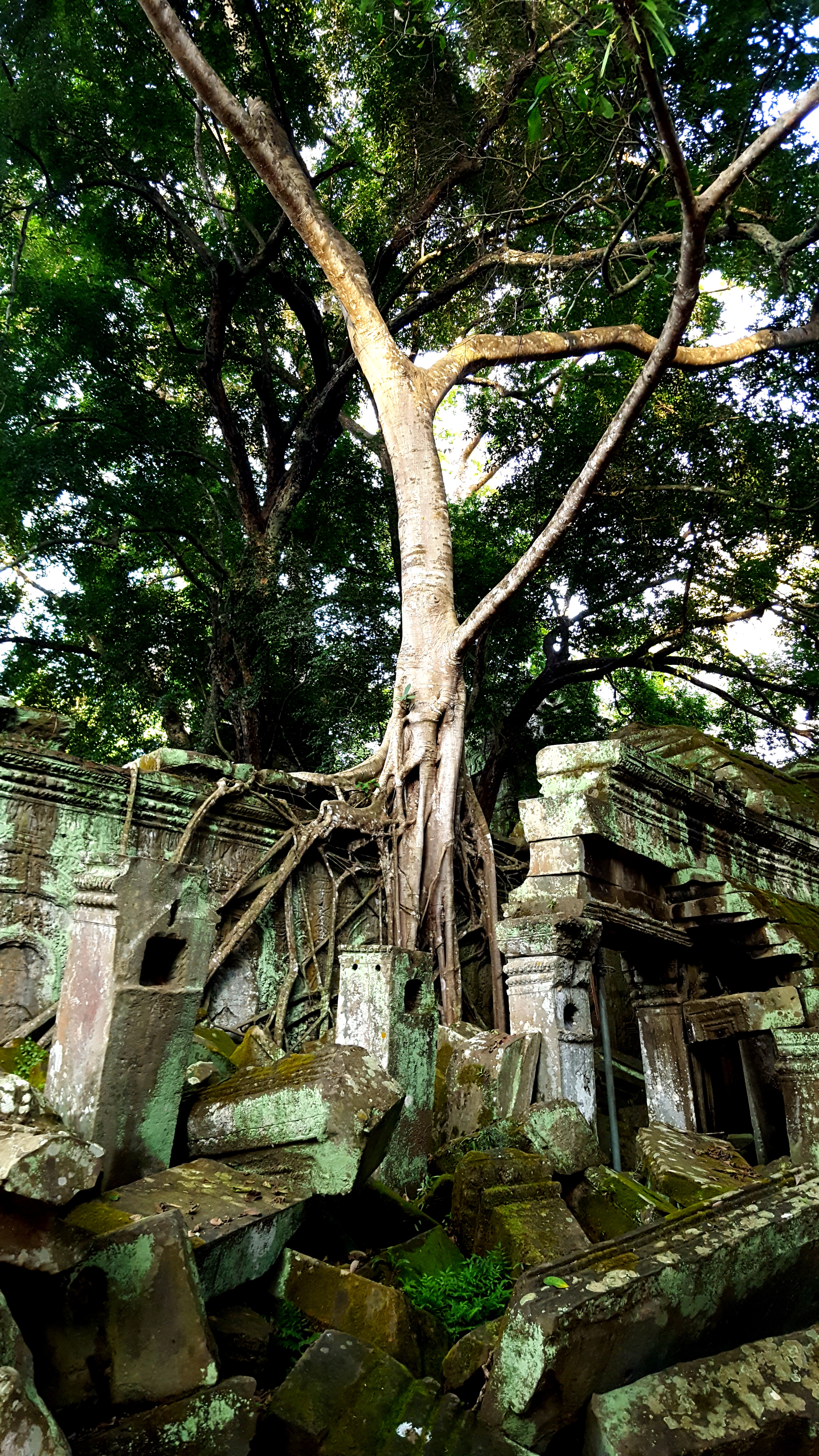 Ta Prohm šventykla