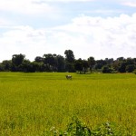 Karvė/-ius ryžių lauke