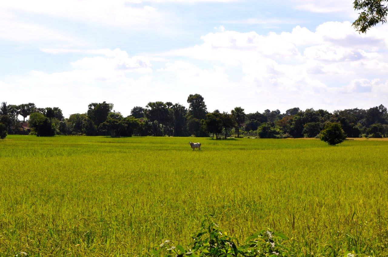 Karvė/-ius ryžių lauke